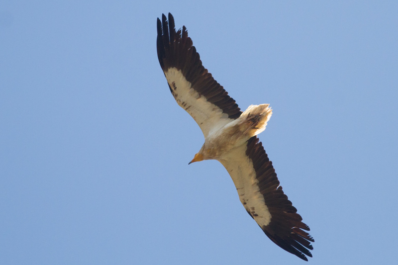 египетски лешояд