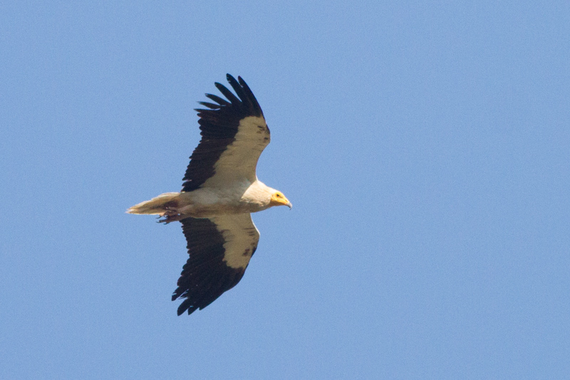египетски лешояд
