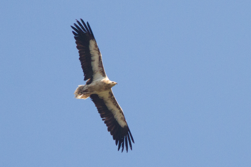 египетски лешояд