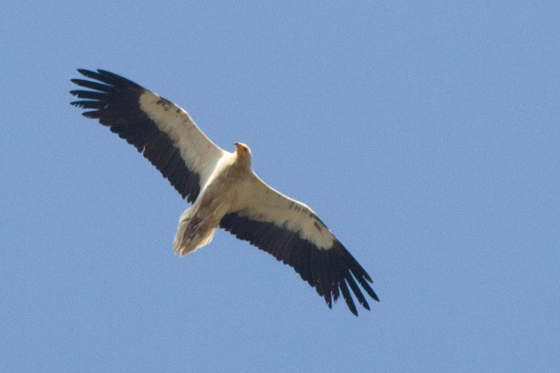 египетски лешояд