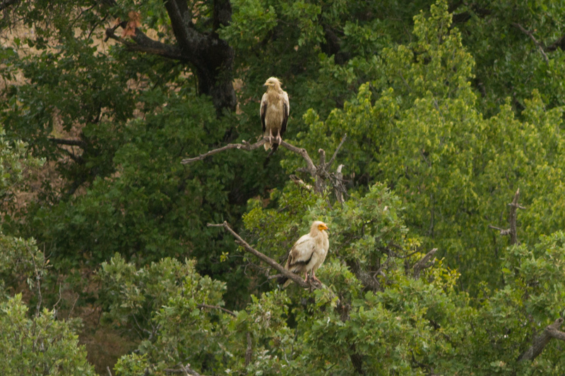 египетски лешояди