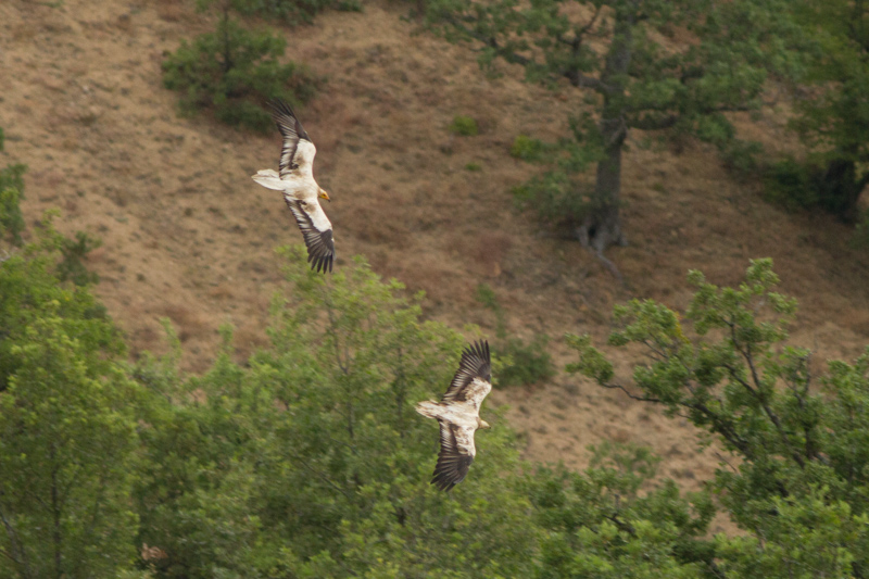 египетски лешояди