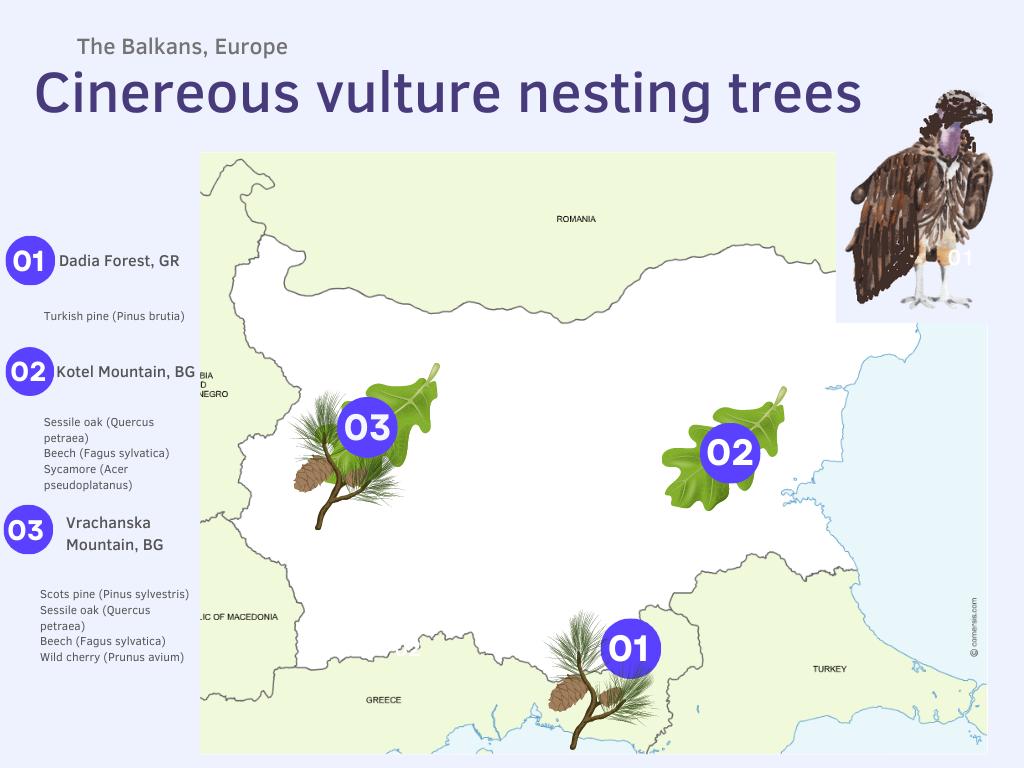 Cinereous Vulture Nesting Trees