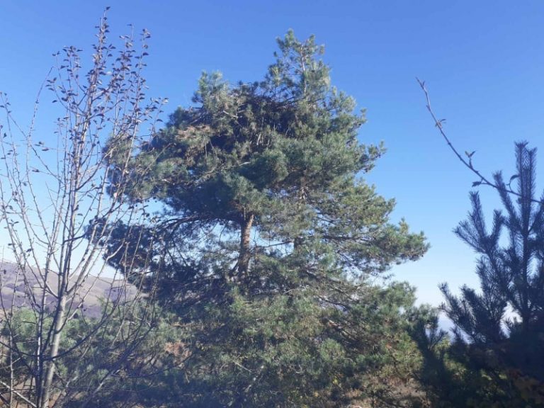 Бял бор - гнездо на черен лешояд