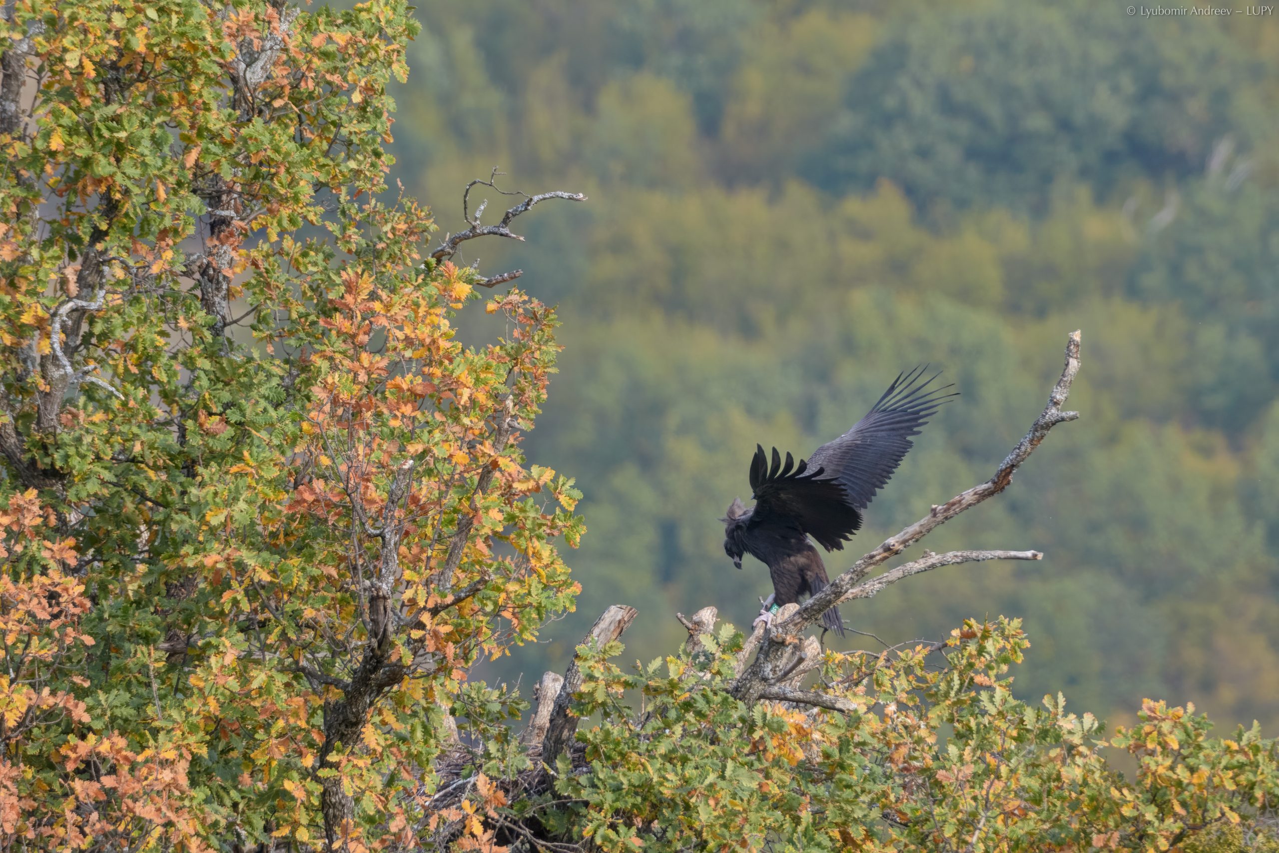 Картал - Котленска планина