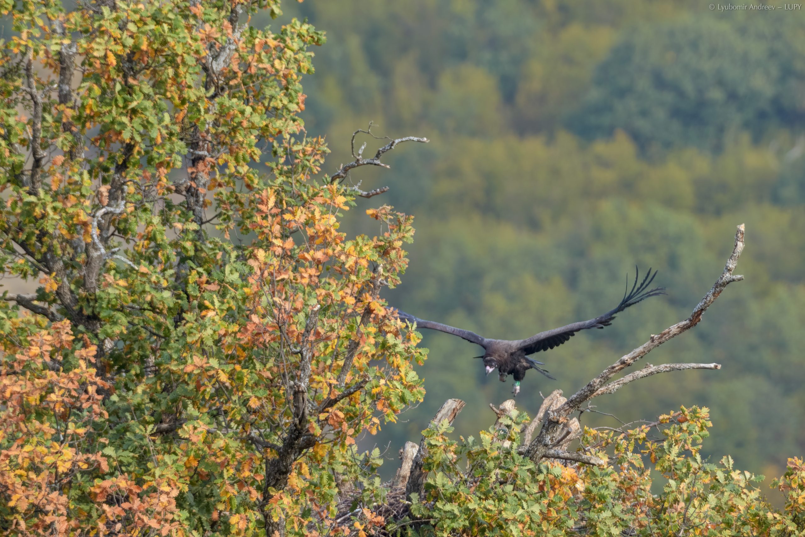 Картал - Котленска планина