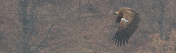 OX - белоглав лешояд със синя крилометка