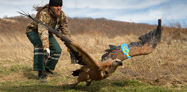 Перун – белоглав лешояд със синя крилометка 9 на лявото крило