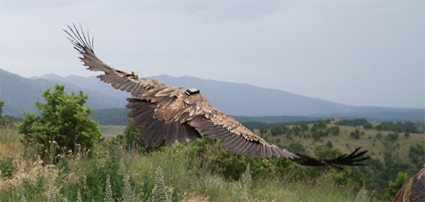 Сварог – със синя крилометка 3 на лявото крило и зелен пръстен B93 на десния крак