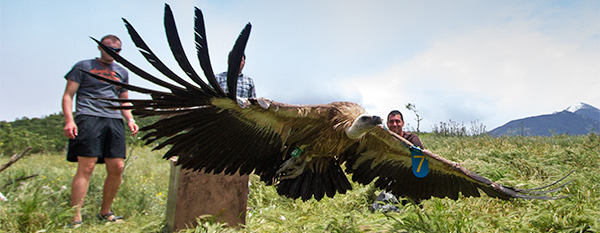 Троян – белоглав лешояд с крилометка 7 на лявото крило и зелен пръстен B97 на десния крак,