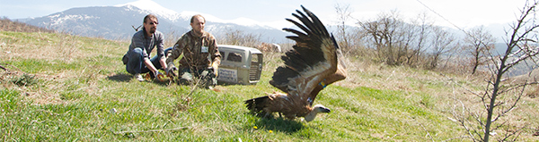 Велес – нелоглав лешояд със синя крилометка 12 на лявото крило и син пръстен F64 на левия крак