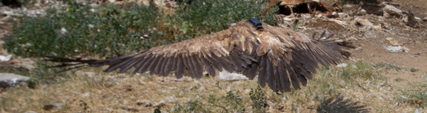 Сварог – белоглав лешояд със синя крилометка 3 на лявото крило и зелен пръстен B93 на десния крак